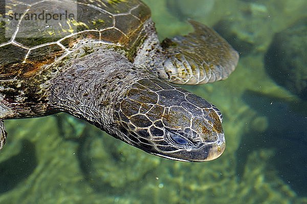 Grüne Meeresschildkröte (Chelonia mydas)  Queensland  Australien  Ozeanien