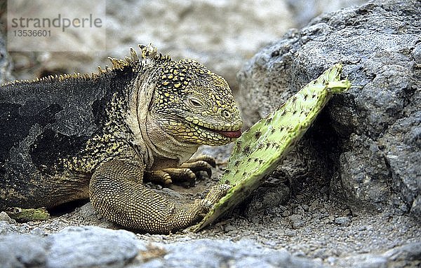 Landleguan  Conolophus subcristatus  Galapagos