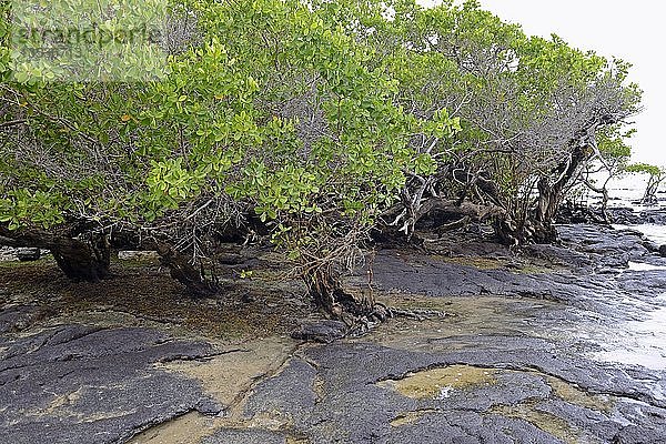 Weiße Mangroven (Laguncularia racemosa)  Insel Isabela  Galapagos-Inseln  UNESCO-Weltnaturerbe  Ecuador  Südamerika