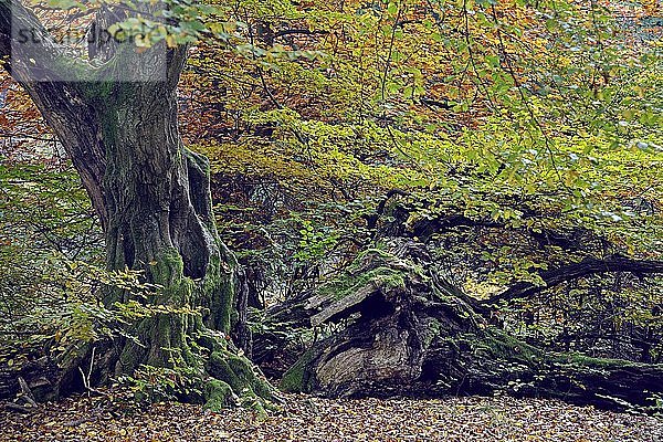 Ca. 800 Jahre alte Buche (Fagus) im Herbst  Naturschutzgebiet Urwald Sababurg  Urwald Sababurg  Hessen  Deutschland  Europa