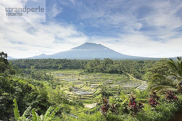 Blick auf Reisterrassen und den Vulkan Gunung Agung  Rendang  Bali  Indonesien  Asien