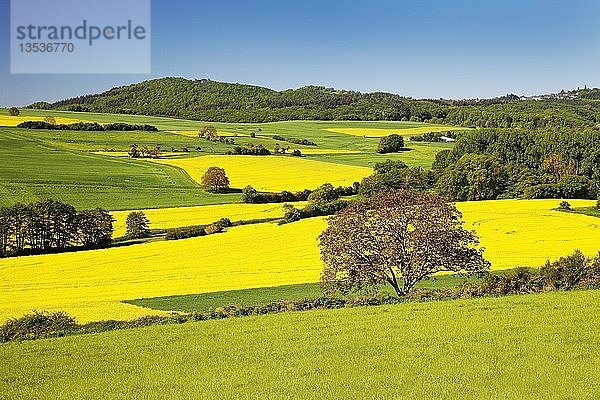 Kulturlandschaft mit Rapsfeldern  Mendig  Vulkaneifel  Eifel  Rheinland Pfalz  Deutschland  Europa