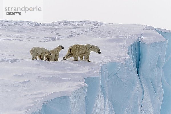 Eisbären (Ursus maritimus)  Muttertier und 15 Monate alte Jungtiere am Rande eines Eisbergs  Baffininsel  Nunavut  Kanada  Nordamerika