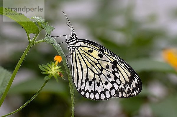 Schmetterling  Idea leuconoe  Thailand  Asien