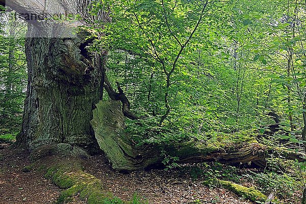 Ca. 600 Jahre alte Buche (Fagus)  alter Wald von Sababurg  Hessen  Deutschland  Europa