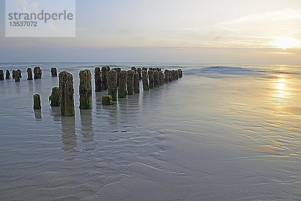 Algenbewachsene Buhnen bei Sonnenuntergang  Rantum Beach  Sylt  Nordfriesische Inseln  Nordfriesland  Schleswig-Holstein  Deutschland  Europa