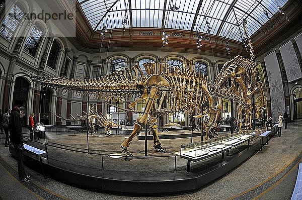 Ansicht der Saurierhalle  Dinosauriersaal  Skelett des Dicraeosaurus hansemanni im Vordergrund  Museum für Naturkunde  Naturhistorisches Museum  Berlin  Deutschland  Europa