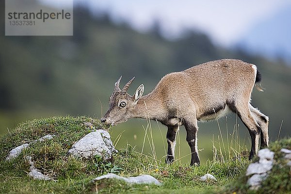 Alpensteinbock (Capra ibex) bei der Fütterung  Niederhorn  Schweiz  Europa