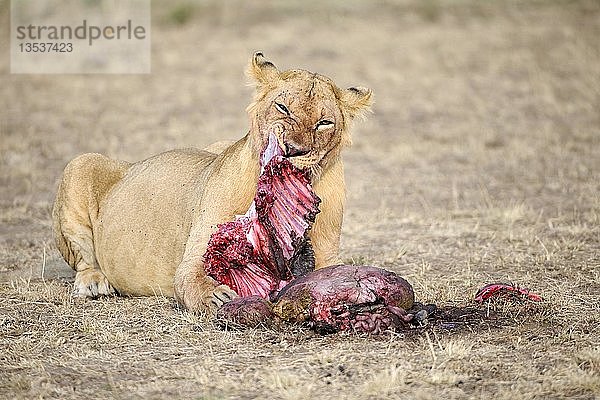 Löwe (Panthera leo)  erwachsenes Weibchen beim Fressen eines erbeuteten Streifengnus (Connochaetes taurinus)  Masai Mara  Kenia  Ostafrika  Afrika