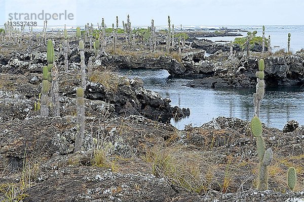 Region Los Tuneles mit Lavaformationen und Brücken  südwestliche Spitze der Insel Isabela  Galapagos-Inseln  UNESCO-Weltnaturerbe  Ecuador  Südamerika