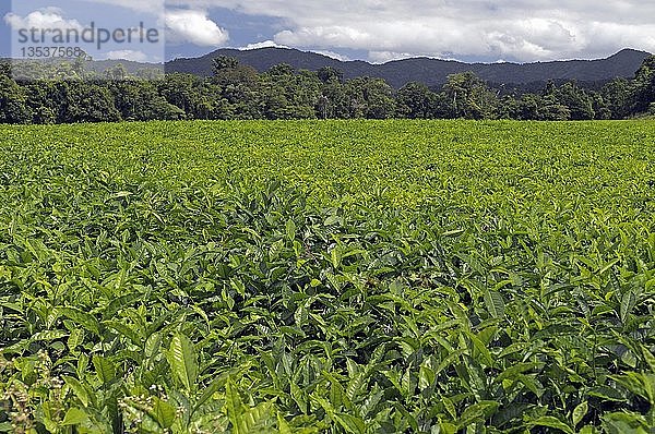 Teeplantage in den Bergen des Daintree-Nationalparks  Queensland  Australien  Ozeanien