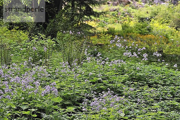 Farne und Stauden-Ehrenpreis (Lunaria rediviva)  Auenwald  Hessen  Deutschland  Europa