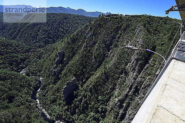 Bungee Jumping an der Bloukrans Bridge  Plettenberg  Westkap  Südafrika  Afrika