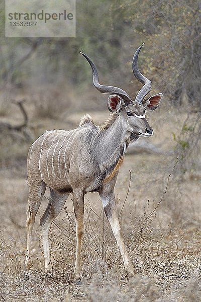 Großer Kudu (Tragelaphus strepsiceros)  erwachsenes Männchen  laufend  Kruger Nationalpark  Südafrika