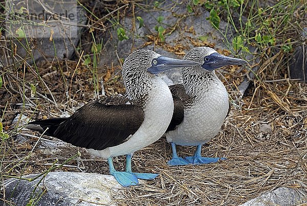 Ein Paar Blaufußtölpel (Sula nebouxii)  Insel Espanola  Galapagos-Inseln  UNESCO-Weltnaturerbe  Ecuador  Südamerika
