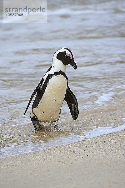 Eselspinguin oder Afrikanischer Pinguin (Spheniscus demersus)  Boulders Beach  Simon?s Town  Westkap  Südafrika  Afrika
