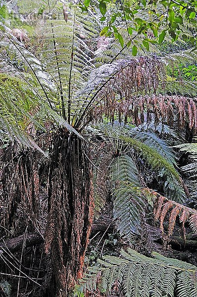 Felsfilzfarn (Pyrrosia rupestris) im gemäßigten Regenwald des Blue Mountains National Park  Australien  Ozeanien
