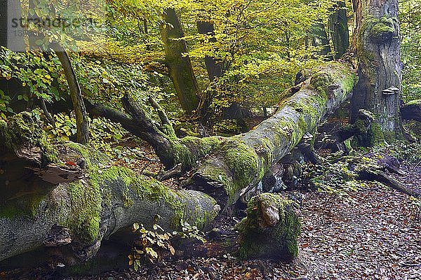 Ca. 400 Jahre alte Buche (Fagus) im Herbst  Naturschutzgebiet des Urwaldes Sababurg  Hessen  Deutschland  Europa