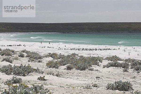 Strand am Volunteer Point  Falklandinseln