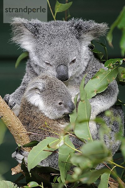 Koala (Phascolarctos cinereus)  Mutter mit Jungen  Queensland  Australien  Ozeanien