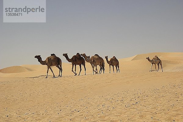 Arabische Kamele oder Dromedare (Camelus dromedarius) in der Wüste auf dem Weg zur Liwa-Oase  Rub al Khali  Emirat Abu Dhabi  Vereinigte Arabische Emirate  Asien