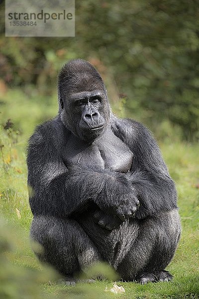 Westlicher Flachlandgorilla (Gorilla gorilla gorilla)  Silberrücken sitzend  in Gefangenschaft  Affenpark  Niederlande