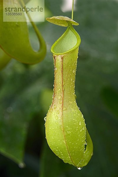 Geflügelte Kannenpflanze (Nepenthes alata)  Insektenfalle  Philippinen  Asien