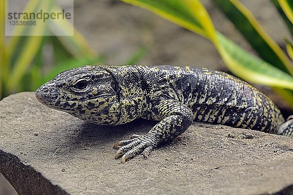 Argentinischer Schwarzer Weißer Tegu (Tupinambis merianae)  in Gefangenschaft  Vorkommen Argentinien