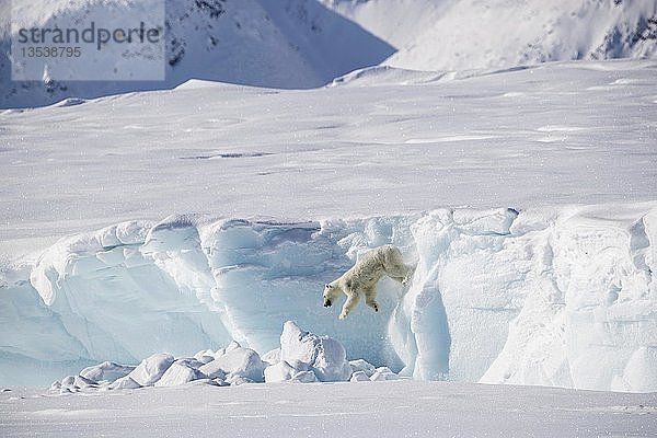 Erwachsener weiblicher Eisbär (Ursus maritimus) springt von einem Eisberg  Unorganized Baffin  Baffin Island  Nunavut  Kanada  Nordamerika