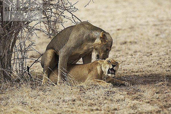 Sich paarende Löwen (Panthera leo) im Tsavo East National Park  Kenia  Afrika