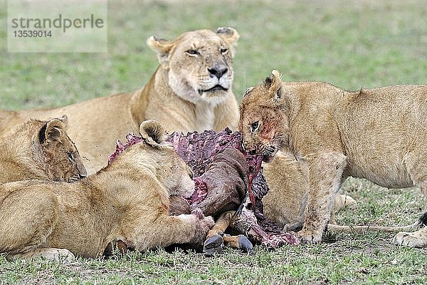 Löwe (Panthera leo)  Löwenfamilie beim Fressen eines erlegten Topi (Damaliscus lunatus)  Masai Mara  Kenia  Ostafrika  Afrika
