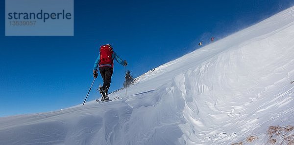 Skitour  Skitourenführer im Aufstieg  neben einer Wächte  Krinnenspitze  Tannheimer Berge  Österreich  Europa