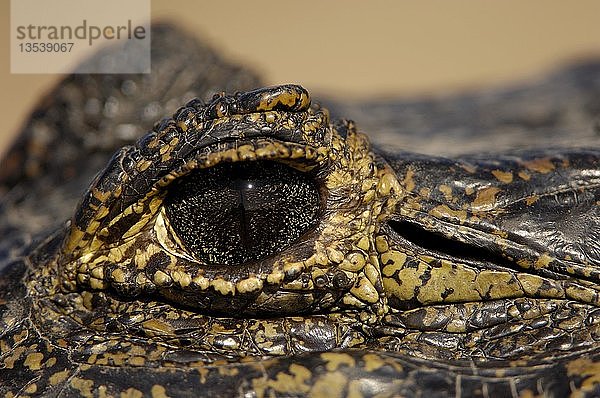 Auge und Ohr von Caiman crocodylus  Pantanal  Brasilien