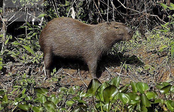 Capybara  Hydorchaeris hydrochaeris  Pantanal  brasil