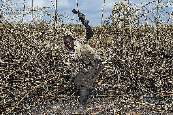 Zuckerrohrschneider in den verbrannten Zuckerrohrfeldern  Nchalo  Malawi  Afrika