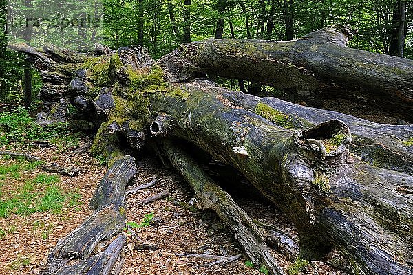 Stamm einer umgestürzten und abgestorbenen ca. 800 Jahre alten Buche (Fagus)  Urwald von Sababurg  Hessen  Deutschland  Europa