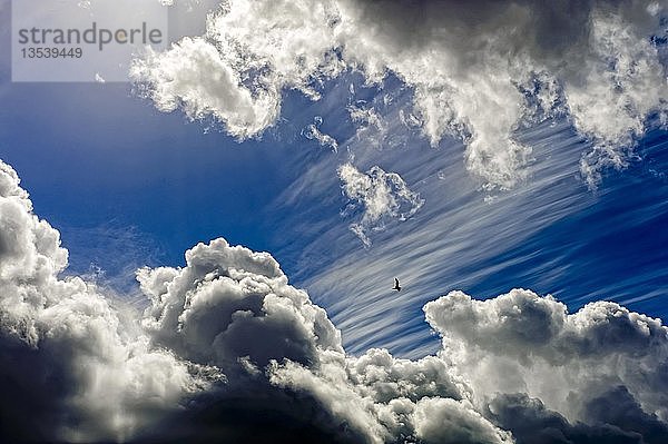 Eine einzelne Möwe fliegt durch eine Lücke in den Wolken