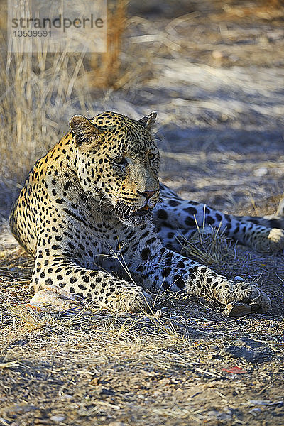 Leopard (Panthera pardus)  Region Khomas  Namibia  Afrika