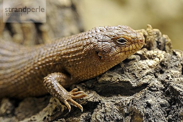 Gidgee Skink (Egernia stokesii)  sehr seltene  bedrohte Art