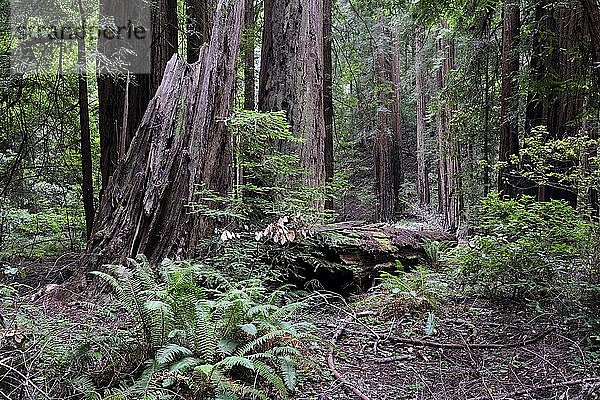 Vegetation und Küstenmammutbäume (Sequoia sempervirens)  Muir Woods National Park  Kalifornien  USA  Nordamerika