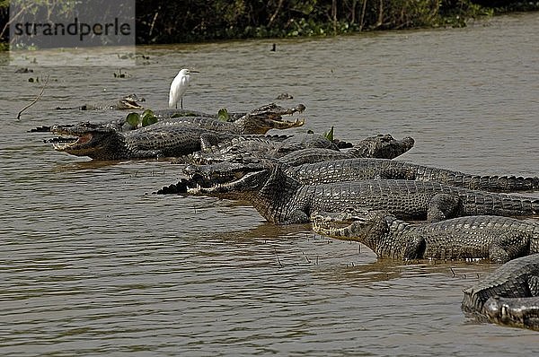 Caiman crocodylus  Pantanal   Brasilien