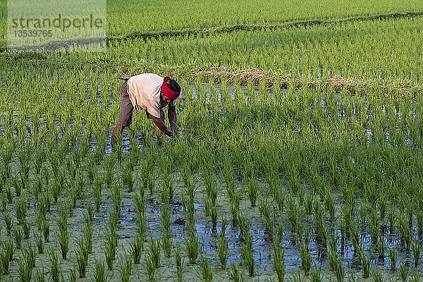Reisbauer bei der Arbeit auf dem Reisfeld  Bali  Indonesien  Asien