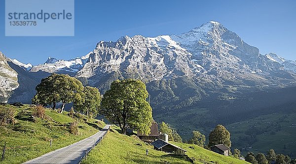 Eiger mit Eigernordwand  Grindelwald  Berner Oberland  Schweiz  Europa
