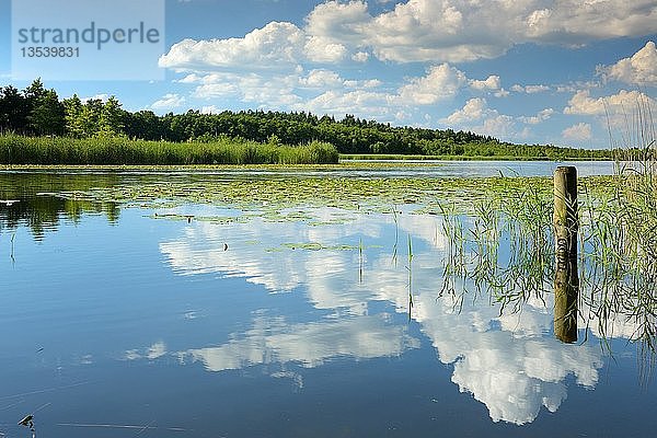 Granzower See  auch Granzower Möschen  Wasserreflexion von Wolken  Mecklenburgische Seenplatte  bei Mirow  Mecklenburg-Vorpommern  Deutschland  Europa