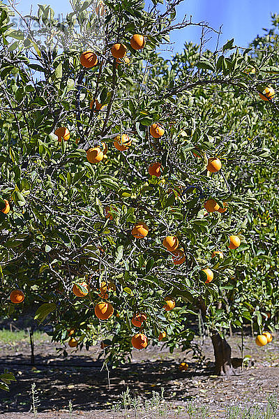 Orangen auf Bäumen in einer Plantage  in der Nähe von Clanwilliam  Westkap  Südafrika  Afrika