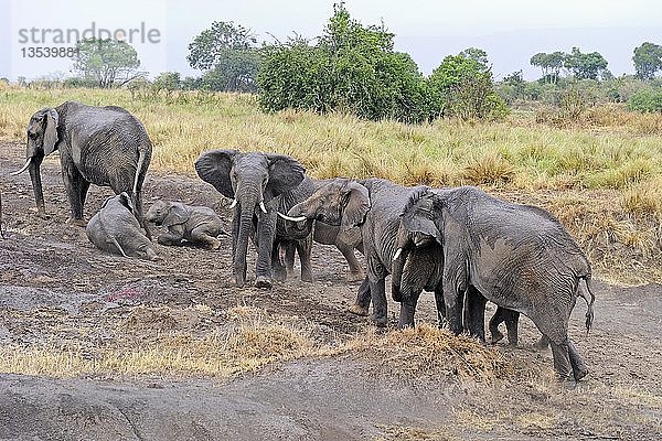 Afrikanischer Busch-Elefant oder Afrikanischer Savannen-Elefant (Loxodonta africana)  Elefantenfamilie  Masai Mara  Kenia  Ostafrika  Afrika