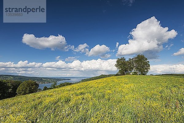 Blick über eine Sommerwiese bei Klingenzell zum westlichen Ende des Bodensees  Halbinsel Höri  links  Kanton Thurgau  Schweiz  Europa