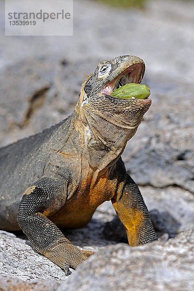 Galapagos-Landleguan (Conolophus subcristatus)  frisst Galapagos-Feigenkaktus (Opuntia echios)  Unterart der Insel South Plaza  Isla Plaza Sur  Galapagos  UNESCO-Welterbe  Ecuador  Südamerika