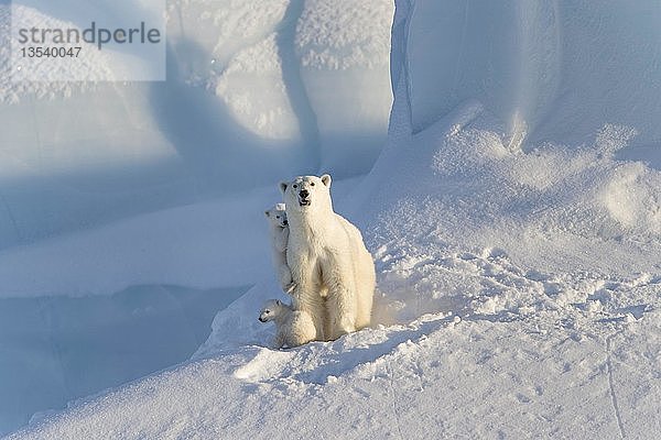 Eisbären (Ursus maritimus)  Muttertier und zwei Jungtiere  drei Monate alt  sitzend auf einem Eisberg  Unorganized Baffin  Baffin Island  Nunavut  Kanada  Nordamerika