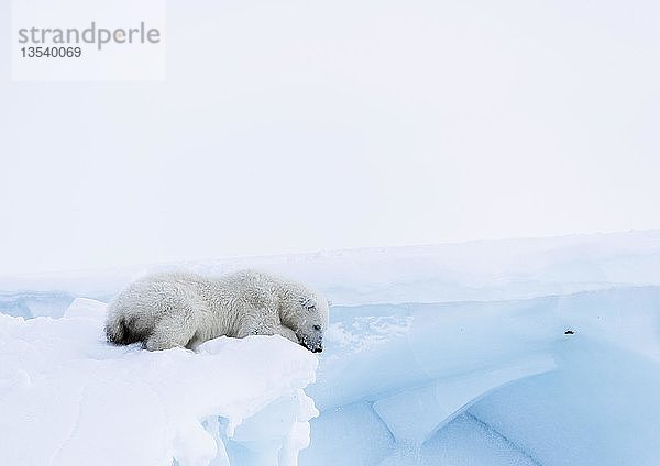 Eisbär (Ursus maritimus)  Jungtier  15 Monate alt  schaut von einem Eisberg herunter  Unorganized Baffin  Baffin Island  Nunavut  Kanada  Nordamerika